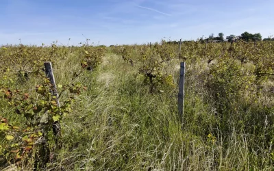 Soutien à une proposition de loi pour enrayer l’expansion des vignes à l’abandon