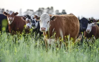 Dermatose nodulaire contagieuse : Il faut repenser nos politiques sanitaires pour soutenir les éleveurs !